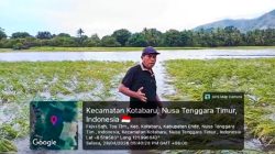 50 Hektar Sawah Tou Timur  Gagal Panen, DPRD Ende Thomas Aquino Desak Pemkab Ende Segera Normalisasi Kali