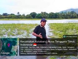 50 Hektar Sawah Tou Timur  Gagal Panen, DPRD Ende Thomas Aquino Desak Pemkab Ende Segera Normalisasi Kali